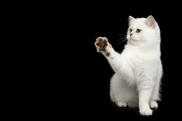 British Cat white color with blue eyes on Isolated Black Background