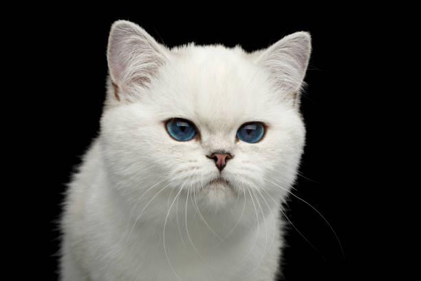 istock British Cat white color with blue eyes on Isolated Black Background 1144620053