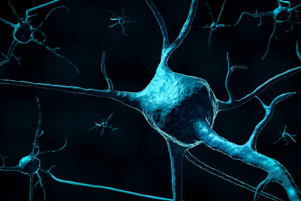 istock 3D render of a neuron, nerve cell on a dark background with copy space. 1144620160