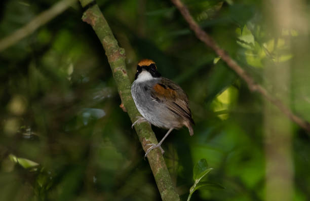 istock Tropical colorful bird on a branch 1144621073