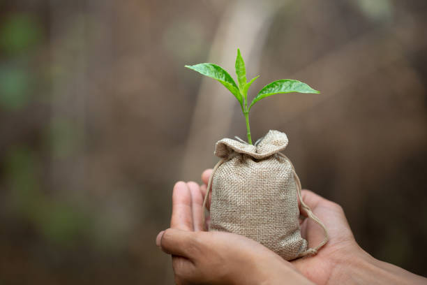 istock Small seedlings that grow in human hands, plant trees to reduce global warming, Forest conservation, World Environment Day. 1144621843