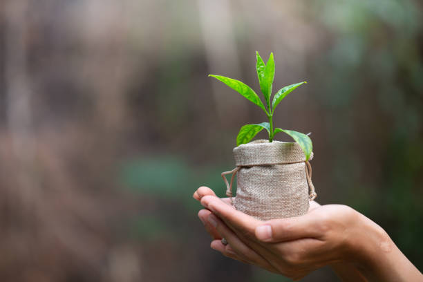 istock Human hand holding a small seedling, plant a tree, reduce global warming, World Environment Day 1144621844
