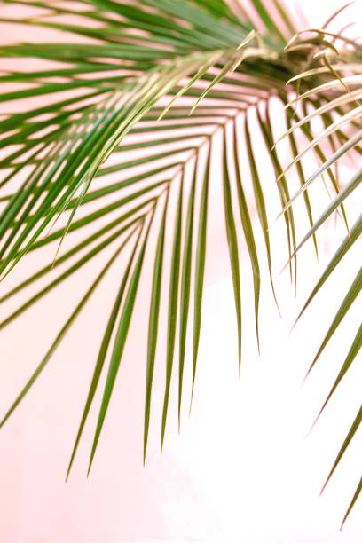 istock tropical green palm leaves pattern blur effect. Plant abstract background. flat lay, top view.copy space 1144624153