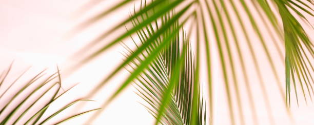 istock tropical green palm leaves pattern blur effect. Plant abstract background. flat lay, top view.copy space 1144624501