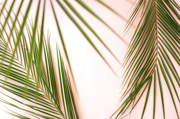 istock tropical green palm leaves pattern blur effect. Plant abstract background. flat lay, top view.copy space 1144624515