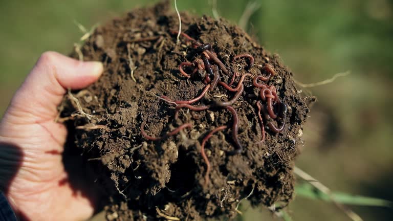 Earthworms in Dirt