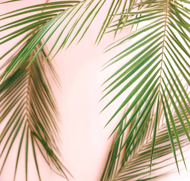 istock tropical green palm leaves pattern blur effect. Plant abstract background. flat lay, top view.copy space 1144624760