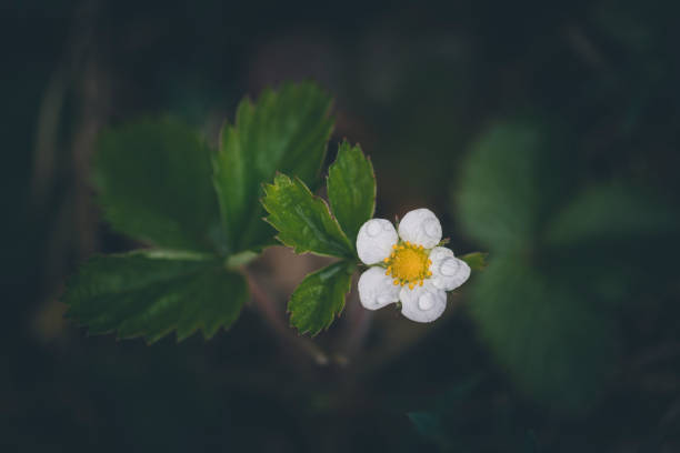 flower of wild strawberry on dark background