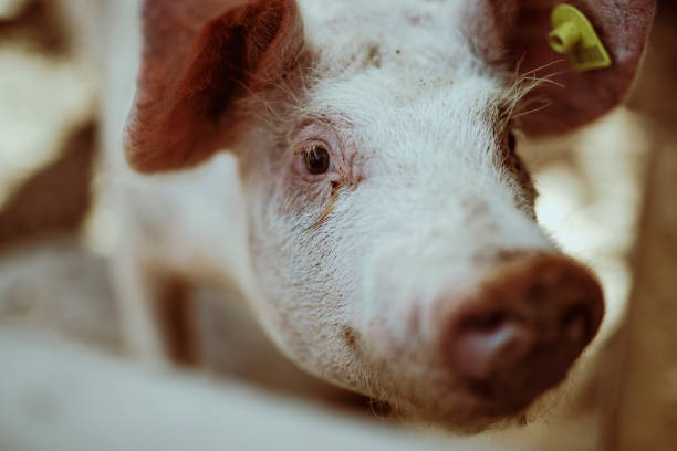 istock Portrait of Serbian pig 1144626366