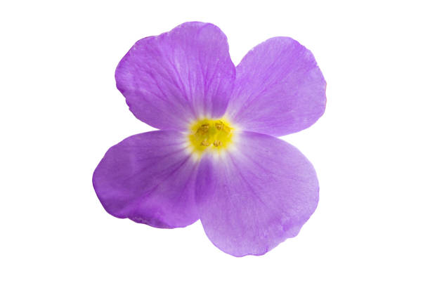 istock aubrieta isolated 1144626369