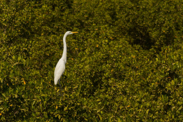 istock Great white egret in the trees. 1144627057
