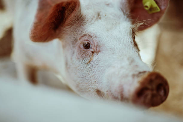 istock Portrait of Serbian pig 1144627638