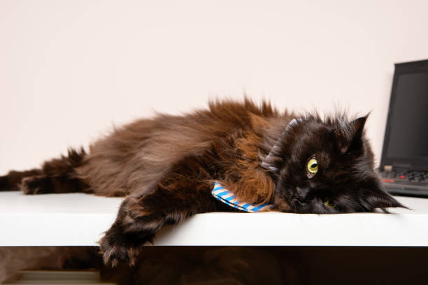 istock Image of main coon cat in striped tie with laptop 1144628616