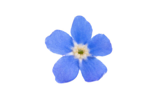 istock forget-me-not flower isolated 1144629598