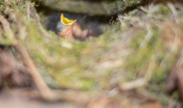 신생아 아기로 빈스 입으로 둥지를 열고 기대 하는 음식 - dependency animal nest robin bird 뉴스 사진 이미지