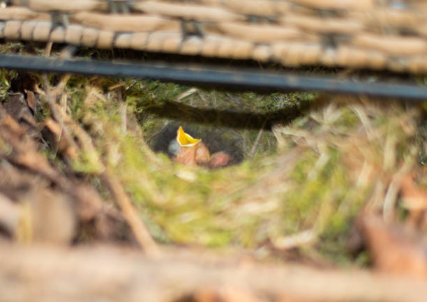 신생아 아기로 빈스 입으로 둥지를 열고 기대 하는 음식 - dependency animal nest robin bird 뉴스 사진 이미지