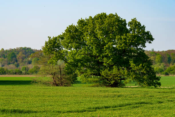 istock Meadows, fields and a single tree in the Ruhraue near Mintard 1144629751