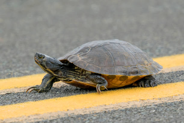 Yellow-bellied Slider Turtle crossing the road