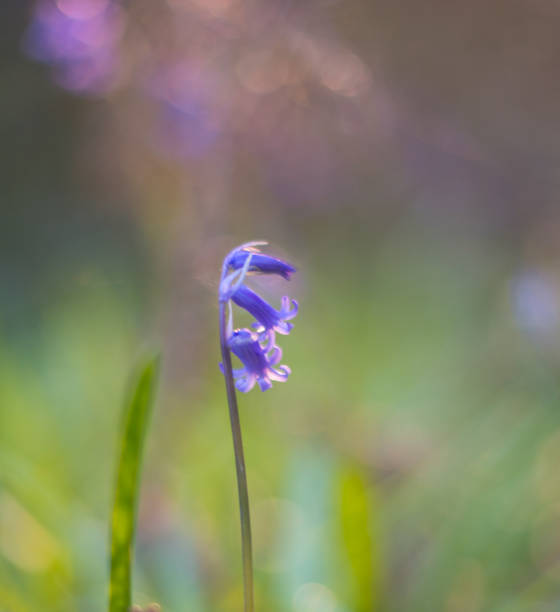 istock Deep in the bluebell forest, Roscommon, Ireland. 1144630152