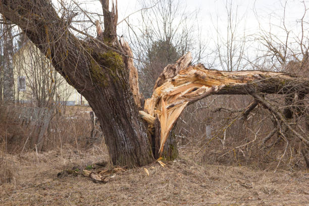 a tree split from a thunderstorm stock photo