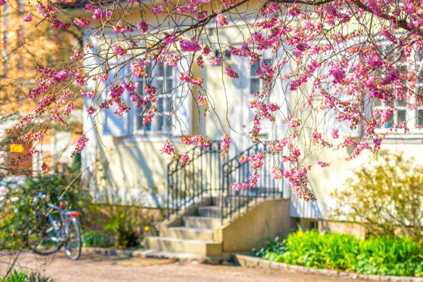 kirschblüten hängen - bicycle ornamental garden flower formal garden stock-fotos und bilder