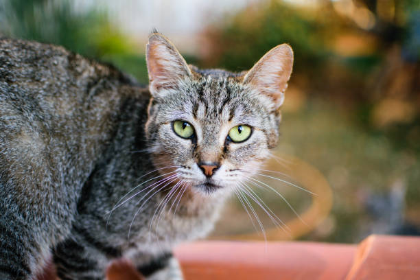 istock Cat with clear eye, looking at lens. 1144632945