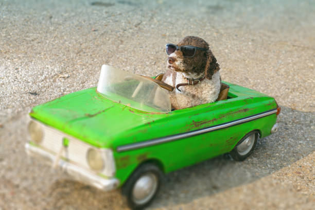 istock funny dog driving a car 1144633167