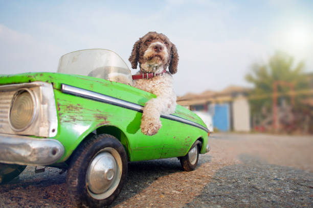 cute dog driving small retro car stock photo