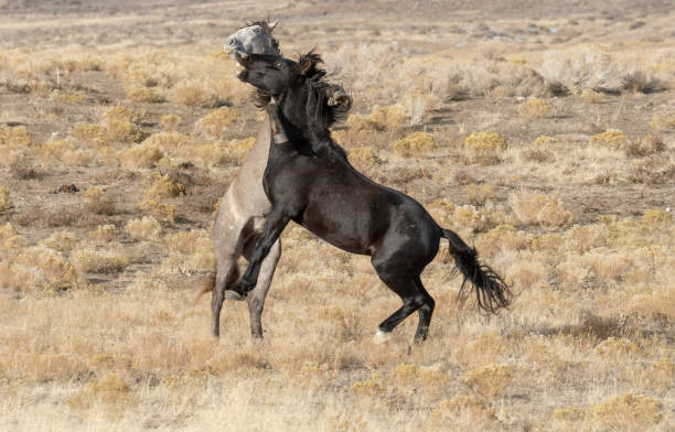 istock Wild horse Stallions Fighting 1144633657