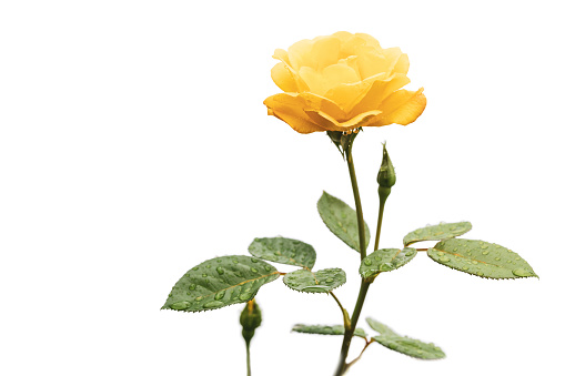 Beautiful single yellow rose with water drops on white background.