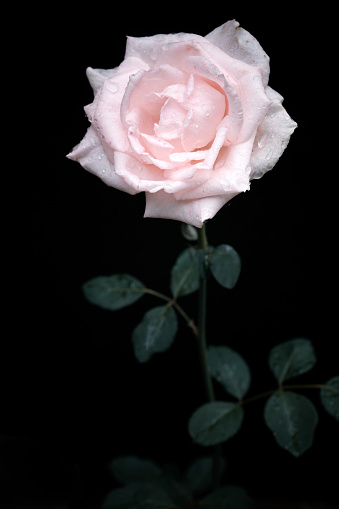 Beautiful single pink rose with water drops on black background.