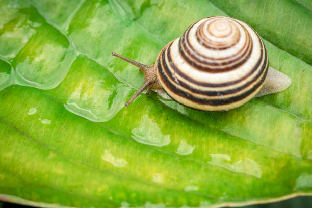 Macro shot. Garden snail, crawling on wet green lily leaf surface.