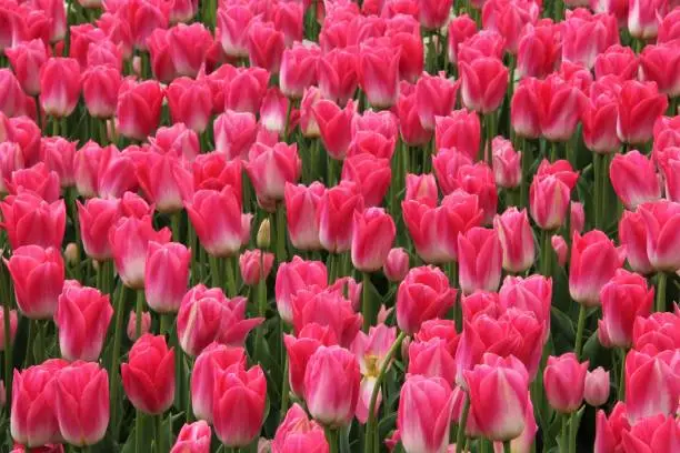 A bunch of Dynasty tulips