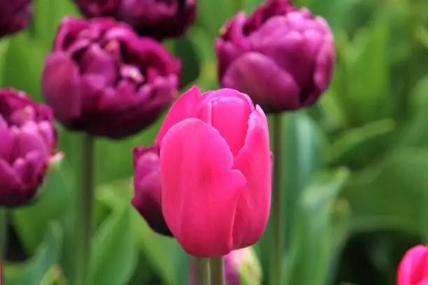 An Andorra tulip with Abigail Margarita tulips in the background