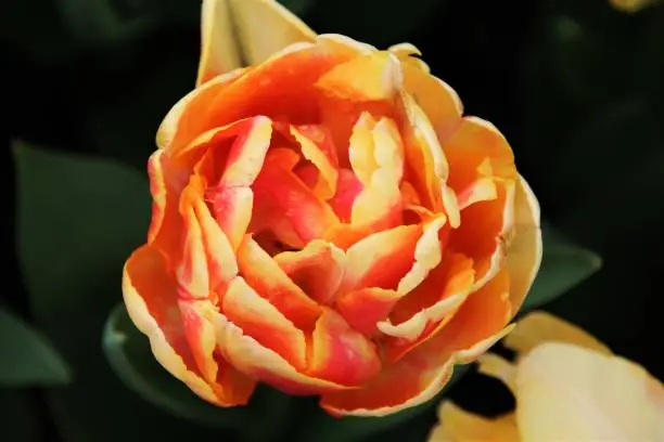 A top-down close-up of an Orange Princess tulip