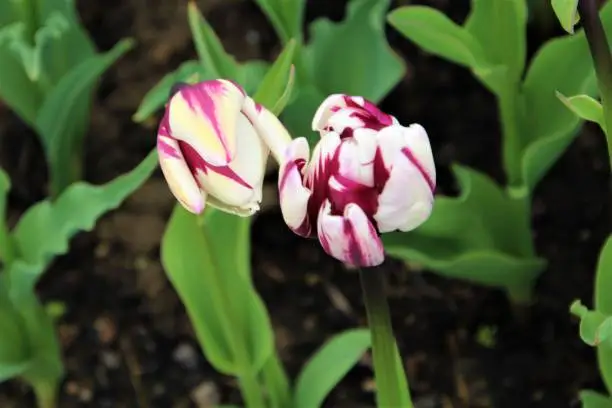 Two Zurel Triumph tulips