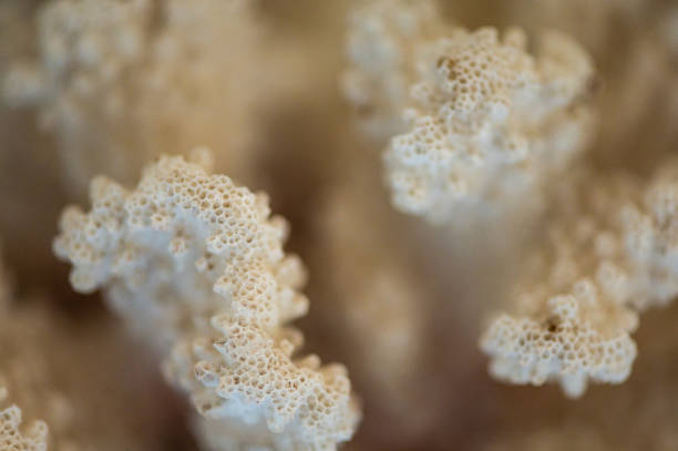 istock Macro image of coral texture in a modern home 1144634598