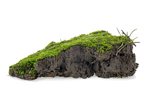 istock Green moss with grass on pile of soil, white background. 1144635102