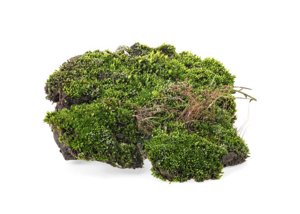 istock Green moss isolated on white background 1144635117