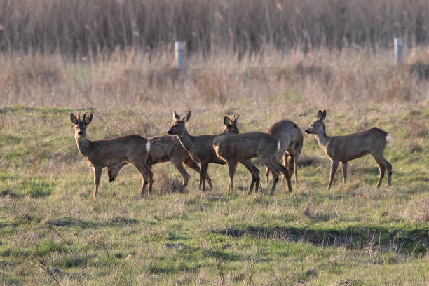 istock a group of roe deers in the fields in the evening 1144635383