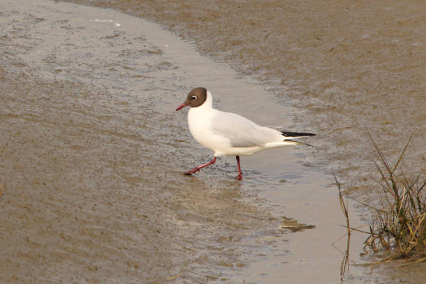 istock a black-headed gull at a mudflat closeup in spring 1144636184