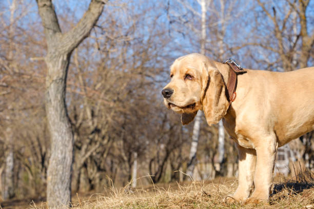 istock English Cocker Spaniel puppy walking in the park 1144636484