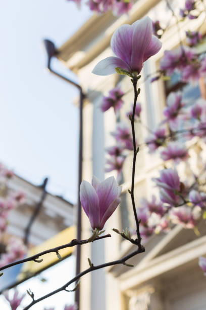 テンダーマグノリアの花がクローズアップ - tree magnolia vibrant color close up ストックフォトと画像