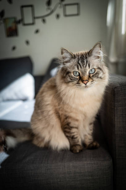 istock A cute Sacred Birman cat 1144637542