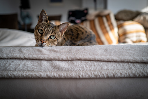 A cute Savannah cat on a couch.