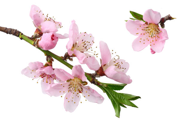 istock peach flowers isolated on white background. top view 1144637755
