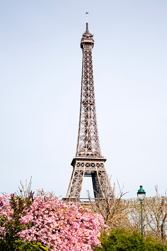 Eiffel tower during spring, with blossom