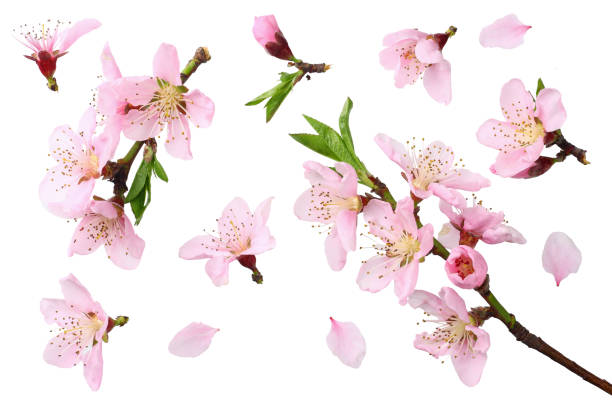 istock peach flowers isolated on white background. top view 1144637953