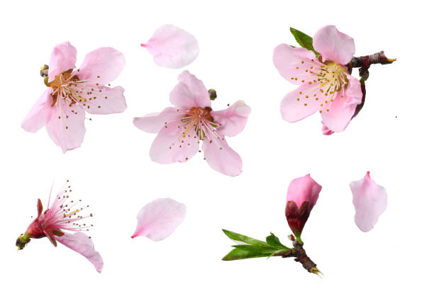 istock peach flowers isolated on white background. top view 1144637954