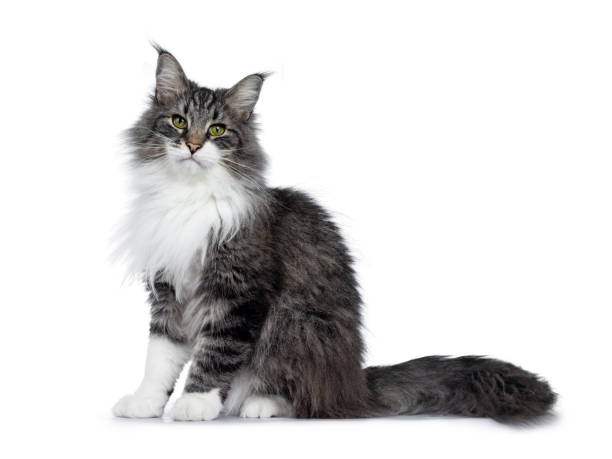 istock Young adult Norwegian Forestcat on white 1144638321